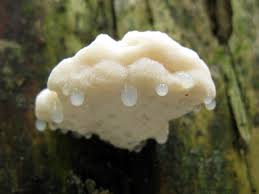 Attēlu rezultāti vaicājumam “Postia stiptica”