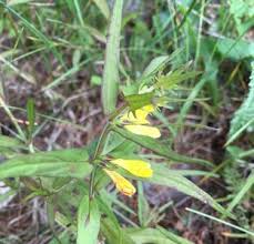 Attēlu rezultāti vaicājumam “Melampyrum sylvaticum leaf”
