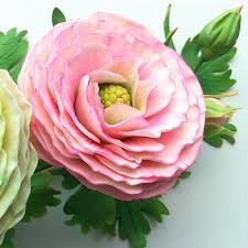 Attēlu rezultāti vaicājumam “Ranunculus elatior leaf”