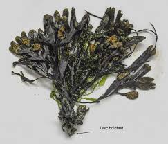 Attēlu rezultāti vaicājumam “Fucus vesiculosus”