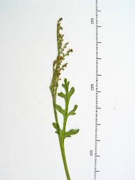 Attēlu rezultāti vaicājumam “Botrychium matricariifolium”