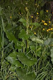 Attēlu rezultāti vaicājumam “Rumex confertus fruit”