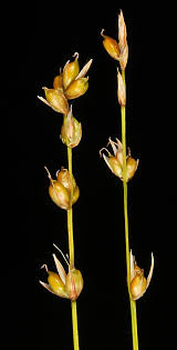 Attēlu rezultāti vaicājumam “Carex disperma”