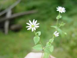 Attēlu rezultāti vaicājumam “Myosoton aquaticum”