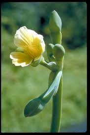 Attēlu rezultāti vaicājumam “Alismataceae”