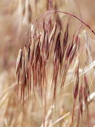 Attēlu rezultāti vaicājumam “Anisantha tectorum”