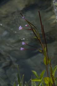 Attēlu rezultāti vaicājumam “Epilobium palustre”