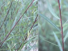 Attēlu rezultāti vaicājumam “Salix purpurea”