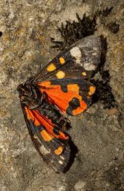 Attēlu rezultāti vaicājumam “Callimorpha dominula”