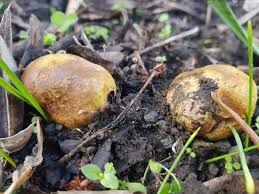 Attēlu rezultāti vaicājumam “Rhizopogon luteolus”