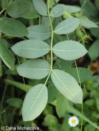 Attēlu rezultāti vaicājumam “Rosa villosa”