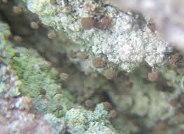 Attēlu rezultāti vaicājumam “Chaenotheca stemonea”