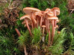 Attēlu rezultāti vaicājumam “Collybia acervata”