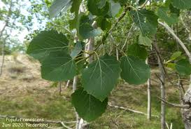 Attēlu rezultāti vaicājumam “Populus x canescens leaf”