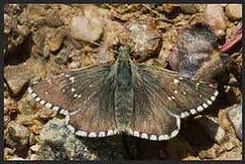 Attēlu rezultāti vaicājumam “Pyrgus alveus underside”