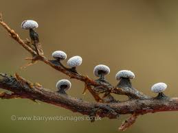 Attēlu rezultāti vaicājumam “Didymium melanospermum”