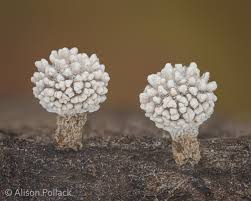 Attēlu rezultāti vaicājumam “Diderma testaceum”