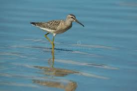 Image result for Calidris himantopus
