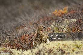 Attēlu rezultāti vaicājumam “Lagopus lagopus female”