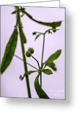 Attēlu rezultāti vaicājumam “Galium schultesii fruit”