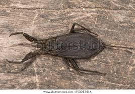 Attēlu rezultāti vaicājumam “Nepa cinerea”