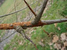 Attēlu rezultāti vaicājumam “Rabdophaga heterobia”