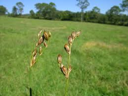 Attēlu rezultāti vaicājumam “Juncus gerardii fruit”