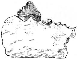 Attēlu rezultāti vaicājumam “Anomodon”