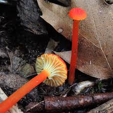 Attēlu rezultāti vaicājumam “Hygrocybe cantharellus”