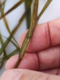 Attēlu rezultāti vaicājumam “Potamogeton compressus”