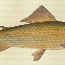 Image result for Thymallus thymallus