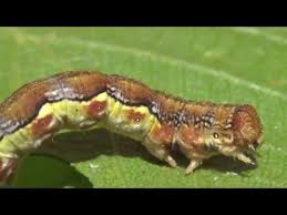 Attēlu rezultāti vaicājumam “Erannis defoliaria”