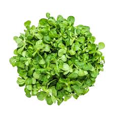 Image result for Feldsalat