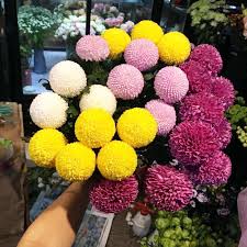 Image result for Dahlia x pinnata `Pompon Lilliput`