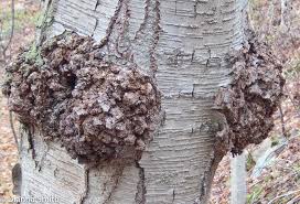 Attēlu rezultāti vaicājumam “Inonotus obliquus”