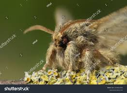 Attēlu rezultāti vaicājumam “Peridea anceps”