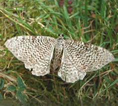 Attēlu rezultāti vaicājumam “Hydria undulata”