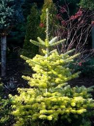 Attēlu rezultāti vaicājumam “Abies koreana”