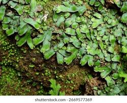 Attēlu rezultāti vaicājumam “Reboulia hemisphaerica”