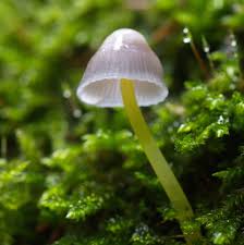 Attēlu rezultāti vaicājumam “Mycena epipterygia”