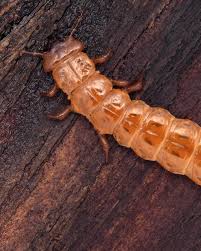 Attēlu rezultāti vaicājumam “Cucujus cinnaberinus larva”