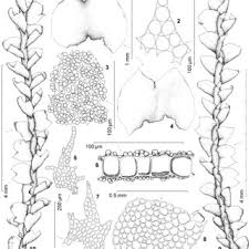 Attēlu rezultāti vaicājumam “Leiocolea rutheana cells”