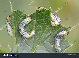 Attēlu rezultāti vaicājumam “Nematus ribesii larva”