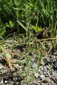 Attēlu rezultāti vaicājumam “Microrrhinum minus”