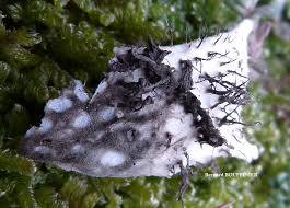 Attēlu rezultāti vaicājumam “Peltigera malacea”