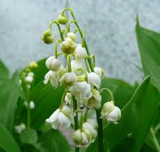 Attēlu rezultāti vaicājumam “Convallaria majalis flower”