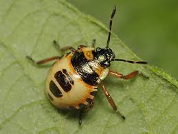 Attēlu rezultāti vaicājumam “Troilus luridus”