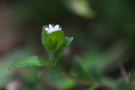Attēlu rezultāti vaicājumam “Cerastium holosteoides leaf”
