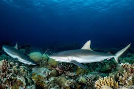 Image result for Carcharhinus amblyrhynchos