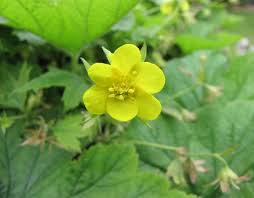 Attēlu rezultāti vaicājumam “Waldsteinia geoides flower”